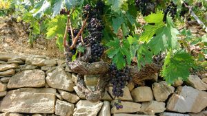 Rossese di Dolceacqua