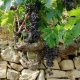 Rossese di Dolceacqua