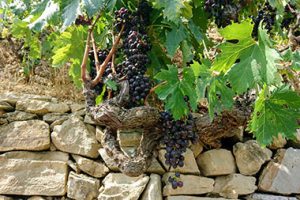 Rossese di Dolceacqua Tenuta Anfosso